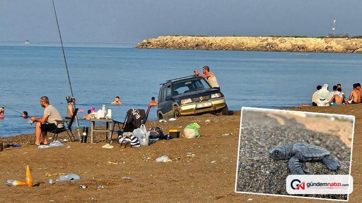 Antalya'da caretta kumsalına araçla girdiler ve çadır kurdular