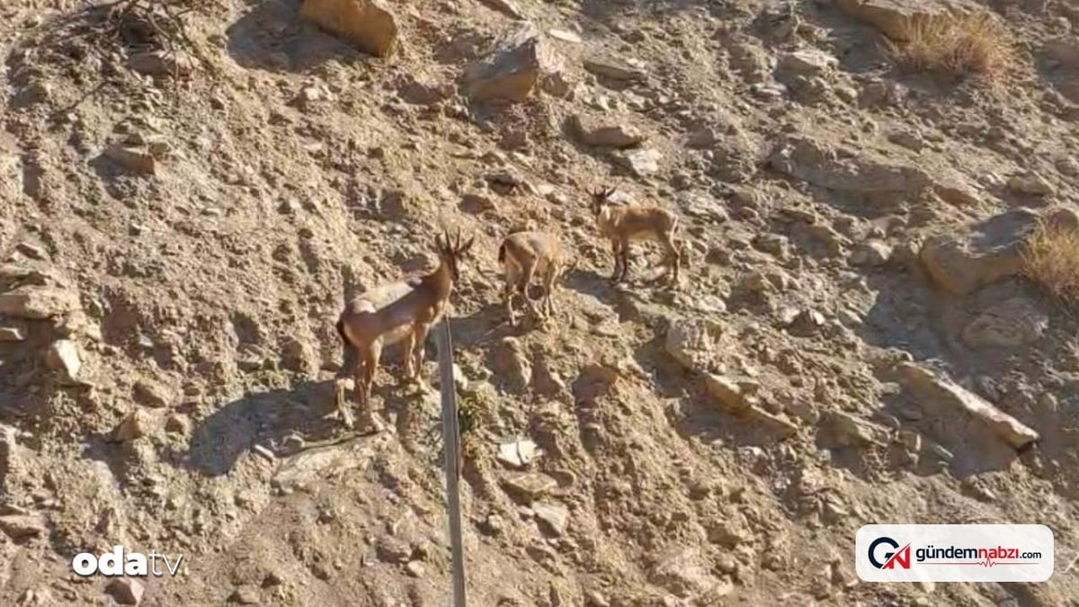 Tunceli'de nesli tükenme tehlikesi altındaki dağ keçileri görüntülendi