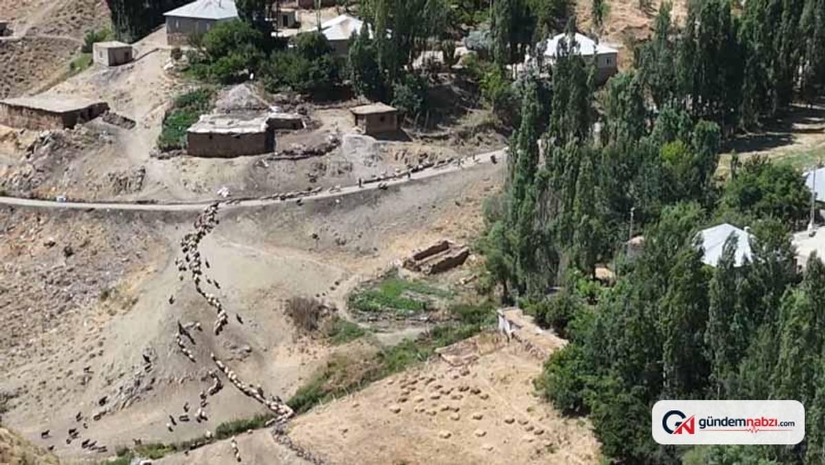 Hakkari'de besiciler koyunlarını her gün 3 kilometre yürütüyor