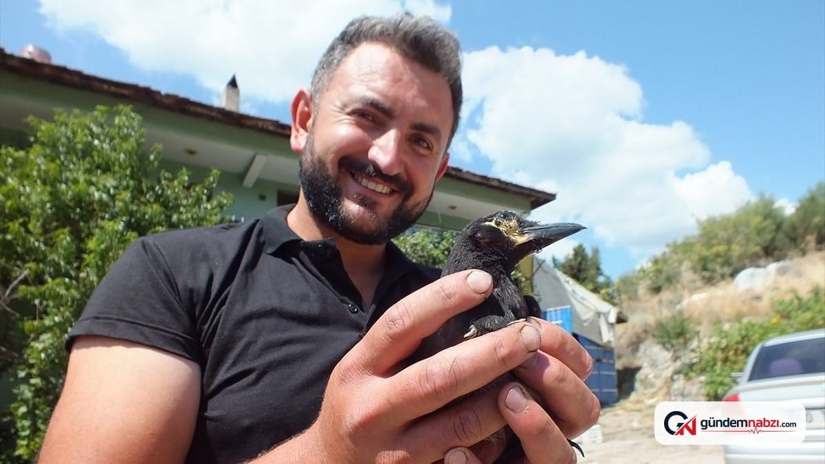Tokat'ta çiftçi ailesi, koruma altındaki saksağanla dost oldu