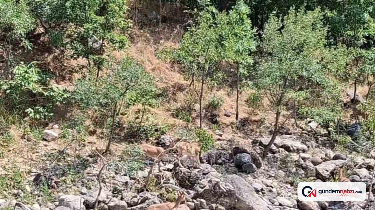 Tunceli'de koruma altındaki dağ keçileri Munzur Nehri kıyısında görüntülendi