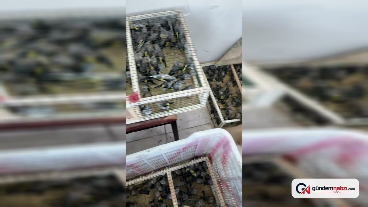 350 saka kuşuna yurt dışına çıkma girişiminde el konuldu