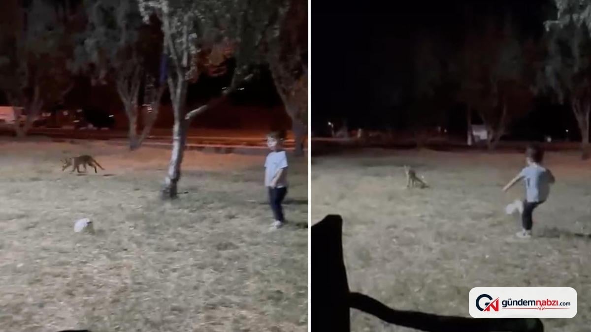 Çanakkale'de 3 yaşındaki çocuğun topunu tilki çaldı