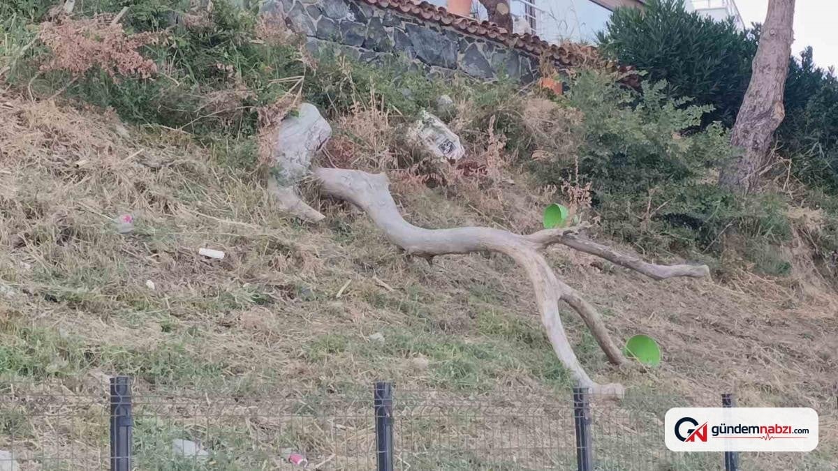 Tekirdağ'da poyraz nedeniyle ağaçlar devrildi
