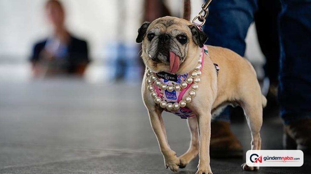 Dünyanın en çirkin köpeği yarışmasında kazanan belli oldu
