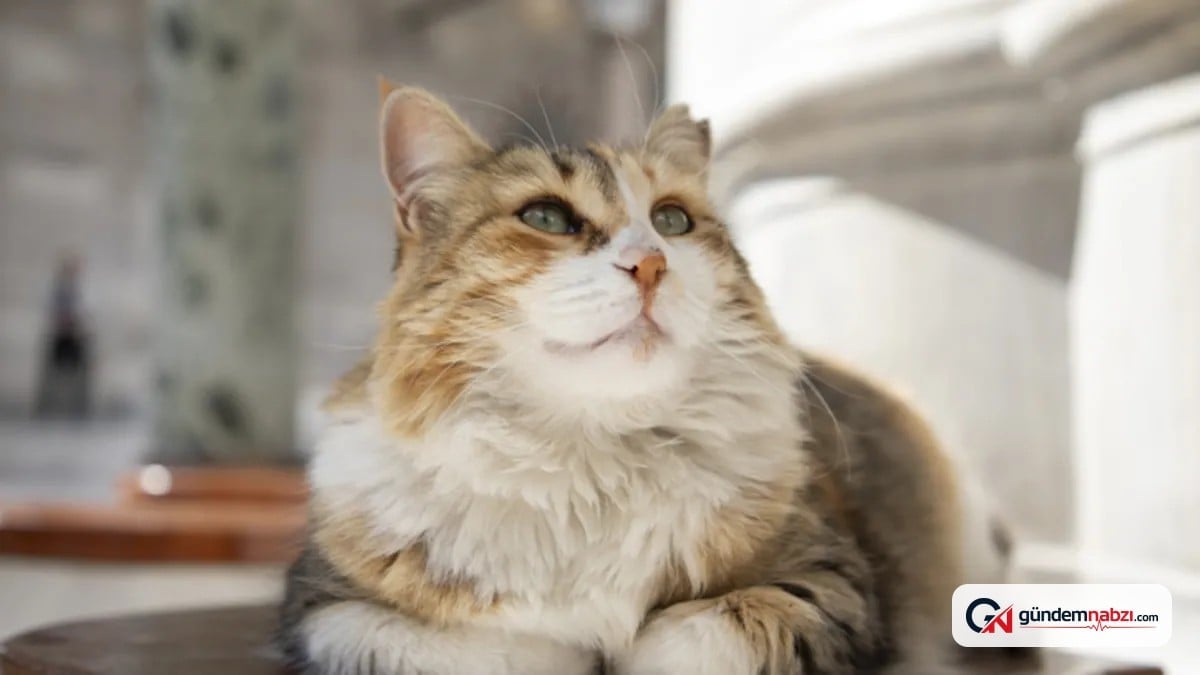 Kedi ve köpek tırmalamasını hafife almayın, uzman uyardı