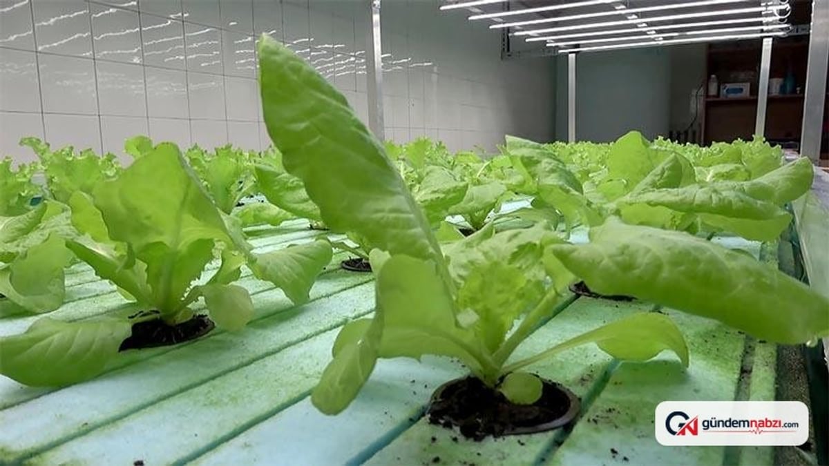 Akuaponik yöntemle gübre kullanmadan marul yetiştirildi