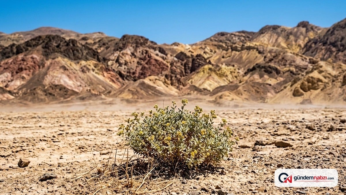 Death Valley'de 60 derece sıcaklığa dayanabilen bitki tanımlandı
