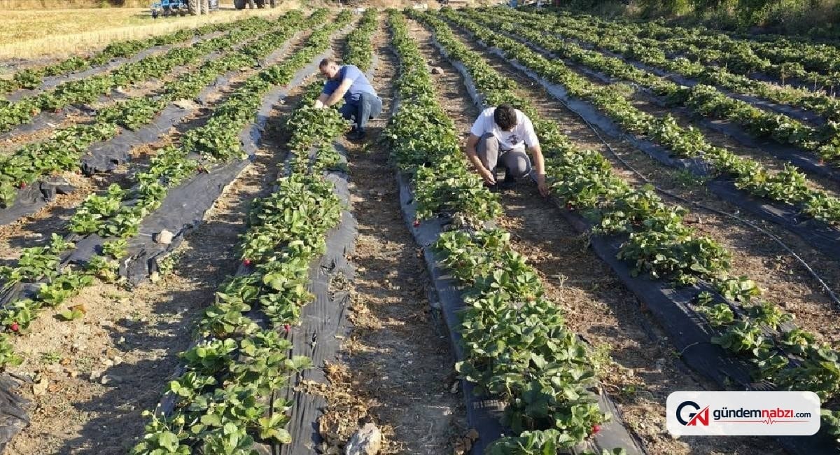 Amasya'da çilek üreticisi yoğun siparişlere yetişemiyor