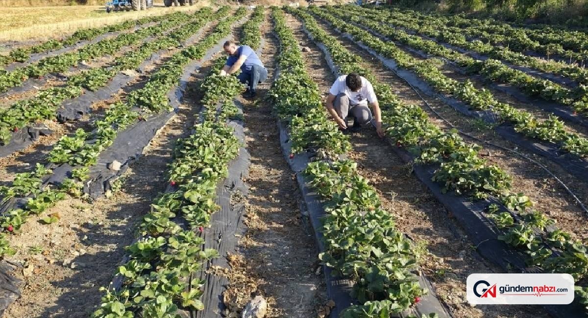 Amasya'da çilek üreticisi yoğun siparişlere yetişemiyor