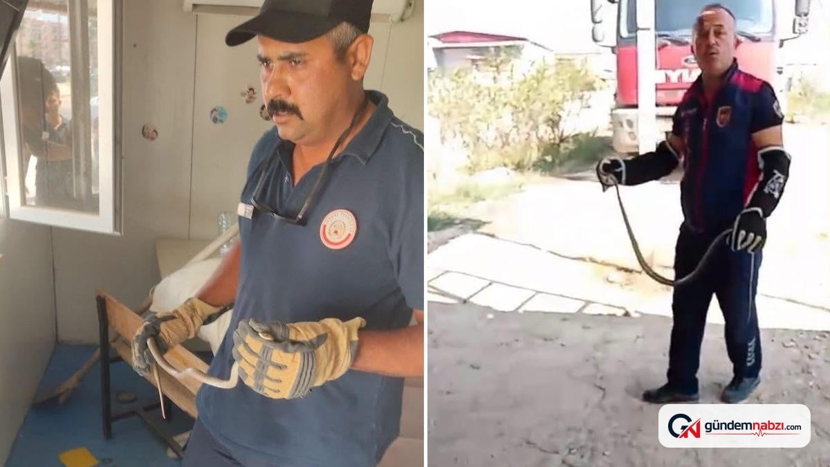 Hatay'da yerleşim yerlerine giren yılanlar yakalandı