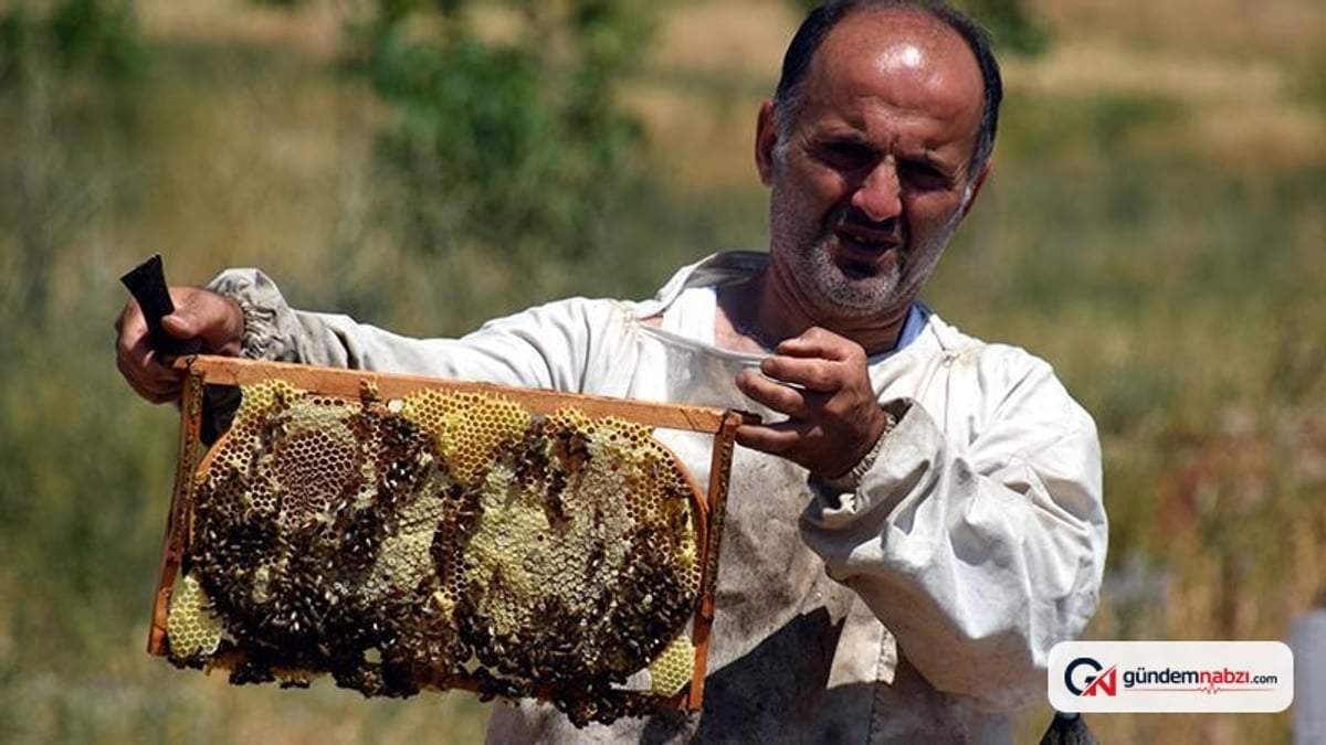 Van'daki Zilan Yaylası'nda bal hasadı başladı