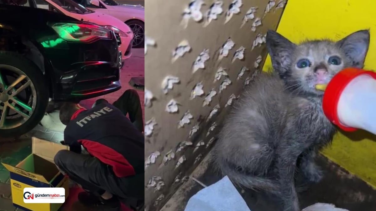 Bolu'da Otomobilin motorunda sıkışan yavru kedi kurtarıldı