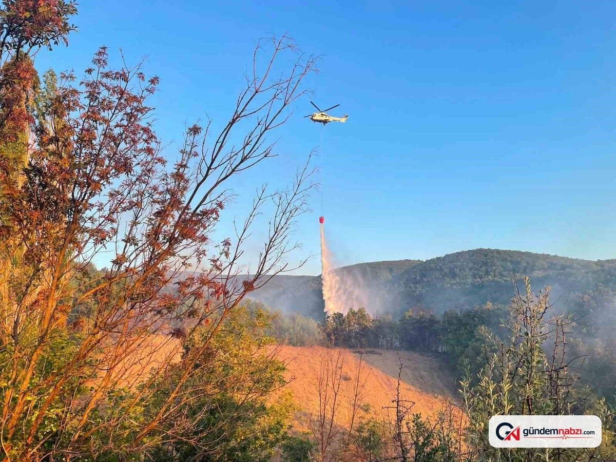 Tekirdağ'da anız yangını ormana sıçradı
