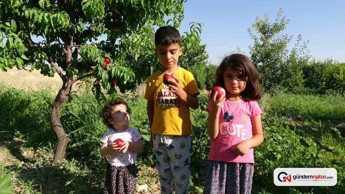 Malatya'da Erkenci Santa Maria armudu ve nektarinde hasat başladı