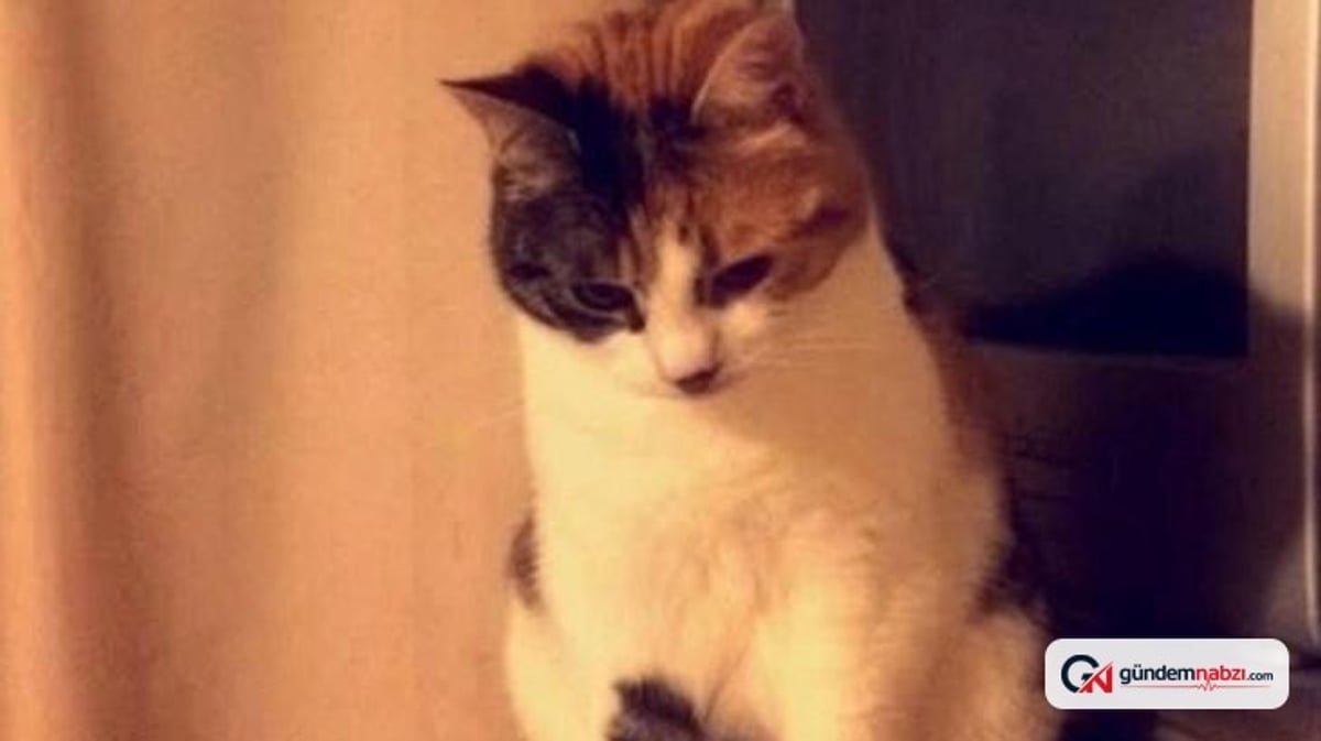 Kayıp kedi Charlie, 10 yıl sonra sahibine kavuştu