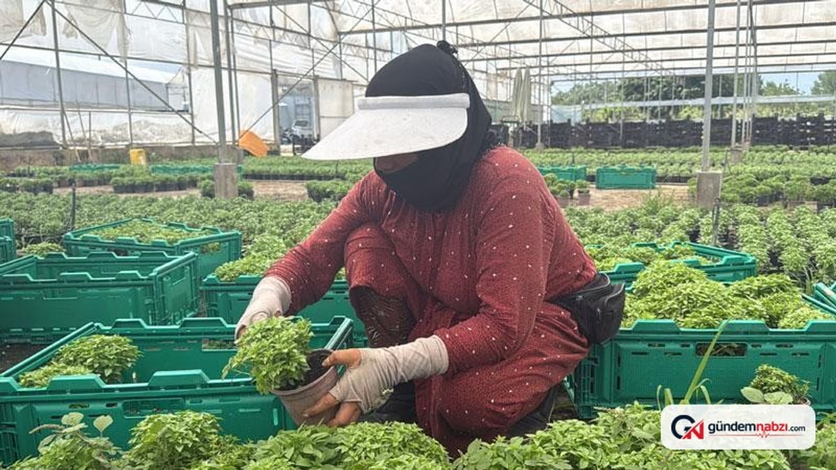Yalova'da fesleğen satışları arttı