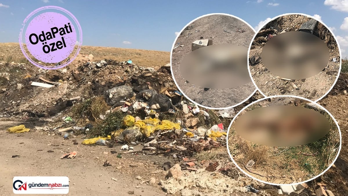 Afyonkarahisar'da çöp yolunda hayvan cesetleri bulundu