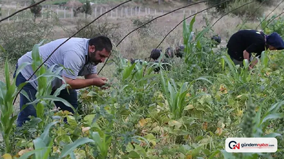 Doğruyol'un organik ürünlerine talep arttı