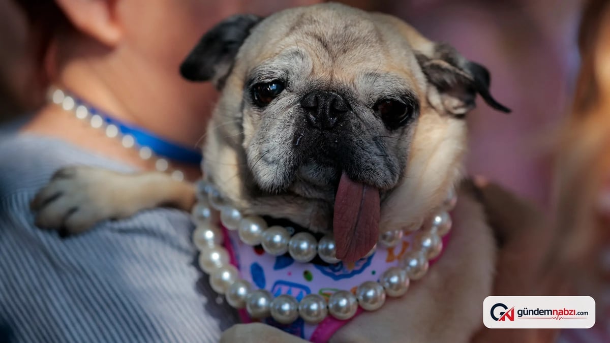 2026'nın en çirkin köpeği seçildi