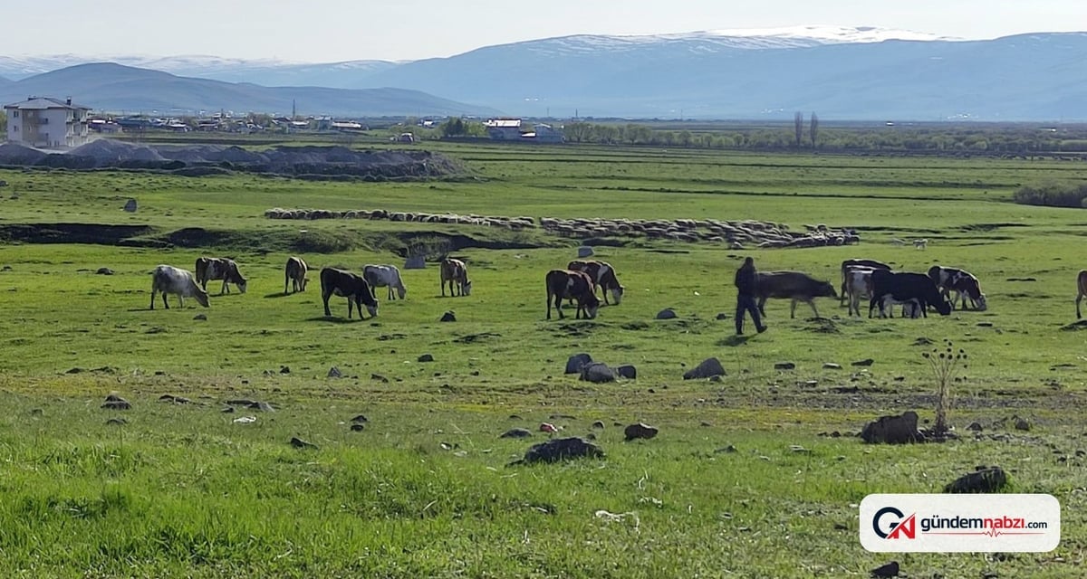 Ardahan'da kuduz vakası görüldü, bölge karantinaya alındı