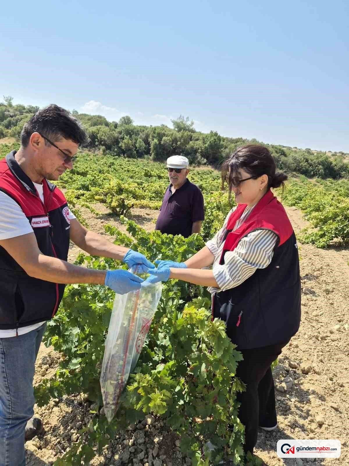 Bekilli'de üzüm hasadı öncesi pestisit denetimi yapıldı