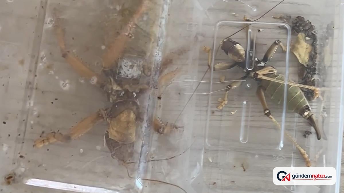 Nemrut Dağı'nda izinsiz tür toplayan iki kişiye ceza