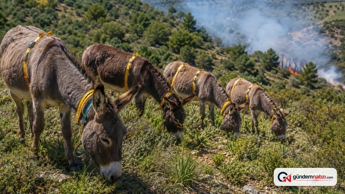 Günde 7 saat çalışan eşekler, orman yangınlarına karşı görevlendirildi