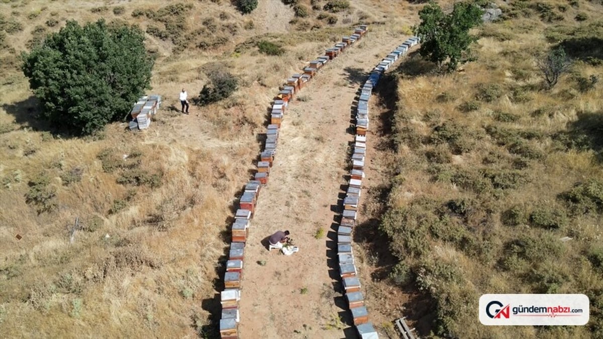Elazığ'da tescilli geven balında hasat başladı