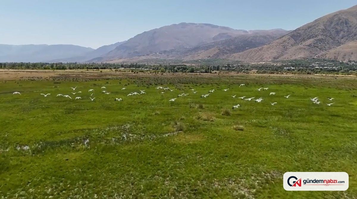 Erzincan'da leylek sürüsü gökyüzünde görsel şölen oluşturdu