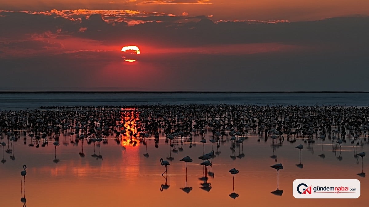 Tuz Gölü'nde son 5 yılın en yüksek yavru flamingo sayısı kaydedildi