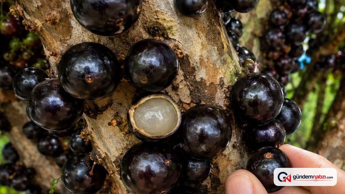 Jabuticaba ağacı yetişkinleri 94 bin liraya satılıyor