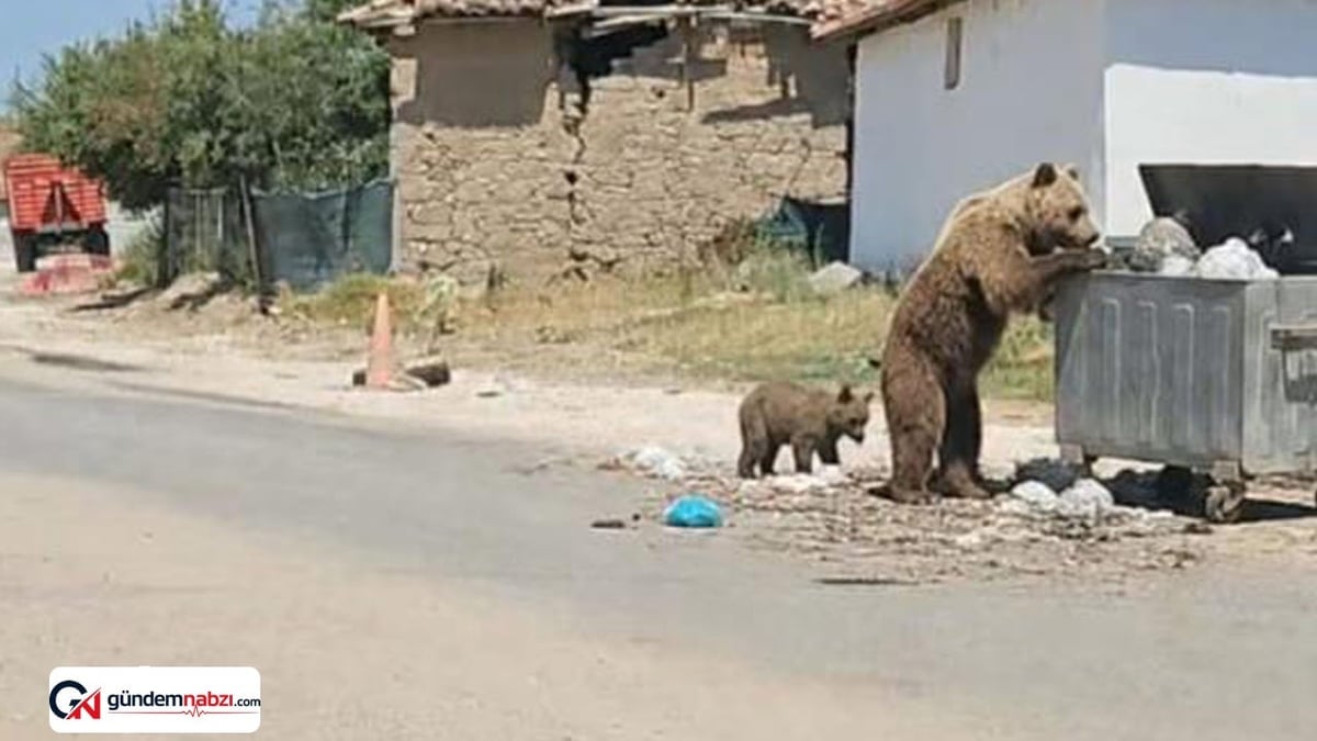 Bozayı Meriç ilçesinin köylerinde görülmeye devam ediyor