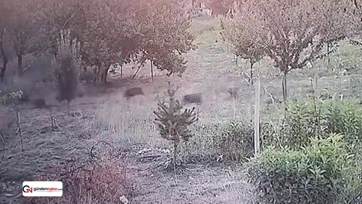 Malatya'da domuz sürüsü kayısı bahçesine girdi