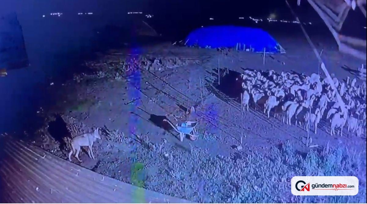Kars'ta kurt köydeki koyunlara yaklaştı