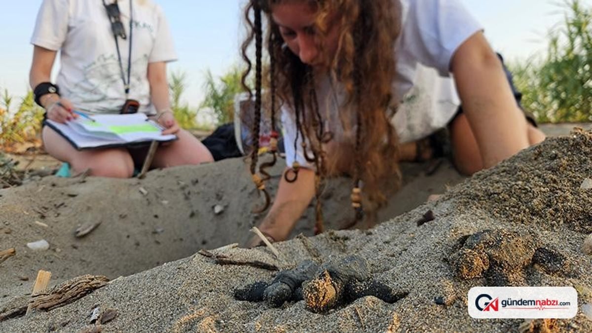 Akdeniz'de yavru caretta caretta çıkışları başladı