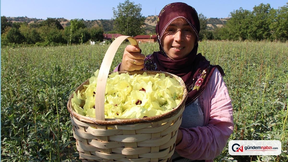 Amasya'da çiçek bamyası kilosu 1400 TL'ye satılıyor