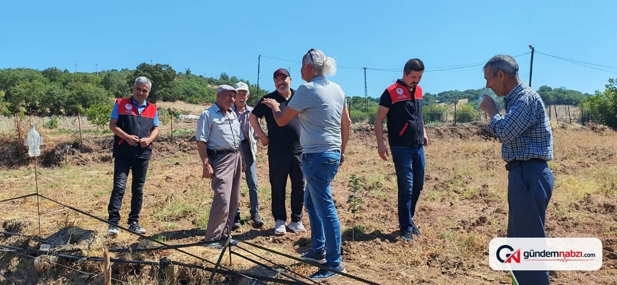 Balıkesir'de tarla faresi üreticilerin yeni sorunu oldu