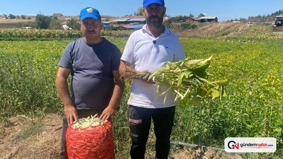 Bursa Yenişehir'de şeker fasulye üretimi bin dönüme ulaştı