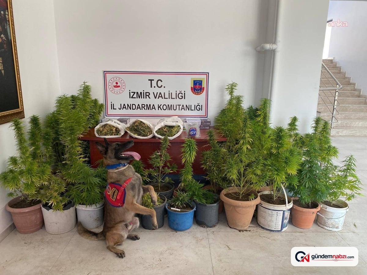 İzmir'de Jandarma operasyonu: 8 kilo 339 gram esrar ele geçirildi