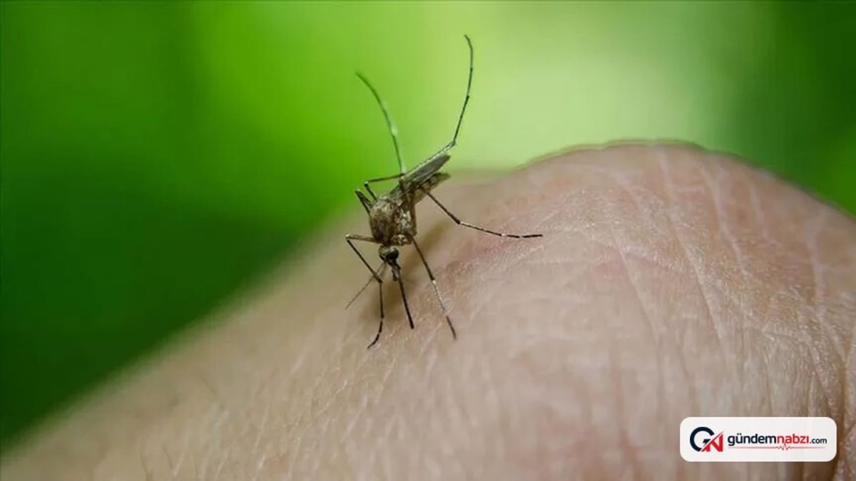 Avrupa'da 12 ülkede 625 Batı Nil virüsü vakası görüldü