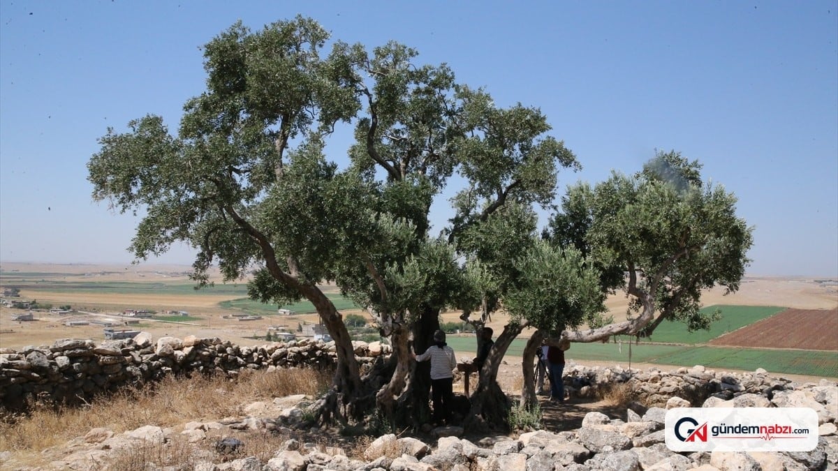Şanlıurfa'da 1332 yıllık Cudi zeytin ağacı hâlâ ürün veriyor