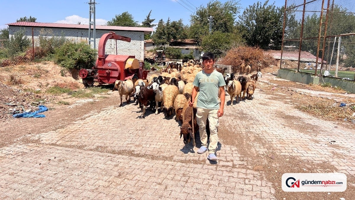 Hatay Kumlu'da Suriyeli genç 4 yıldır çobanlık yapıyor