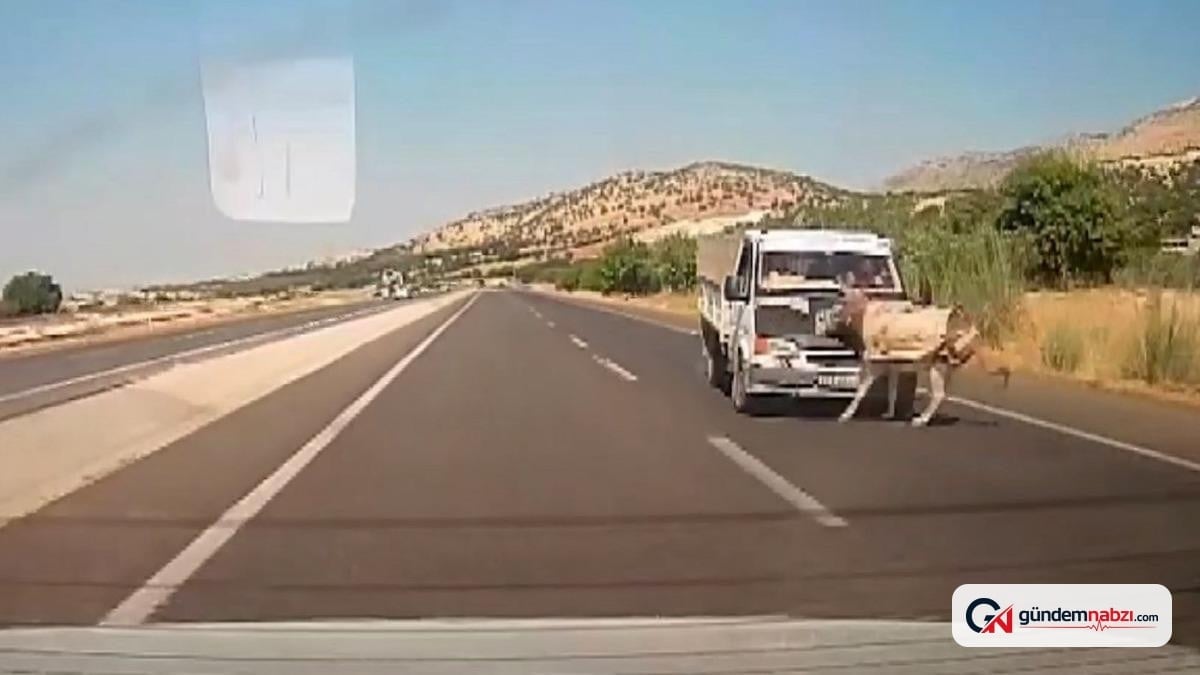 Adıyaman'da Kamyonetin çarptığı eşek havaya fırladı