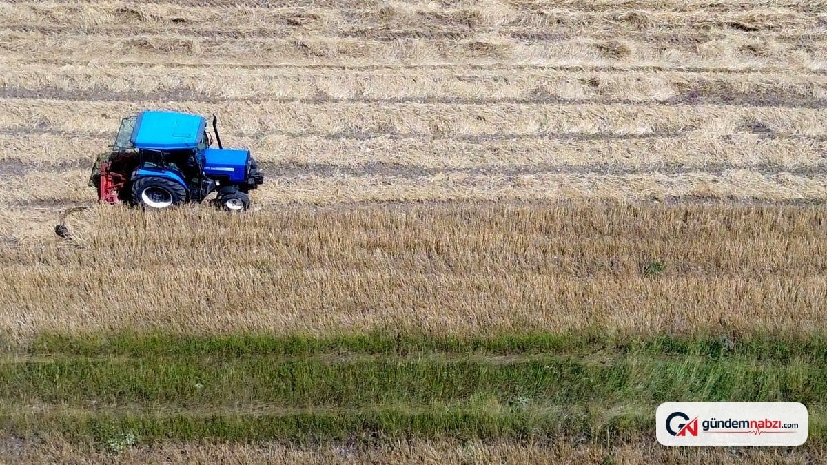 Kars Sarıkamış'ta yüksek rakımlı arpa hasadı başladı