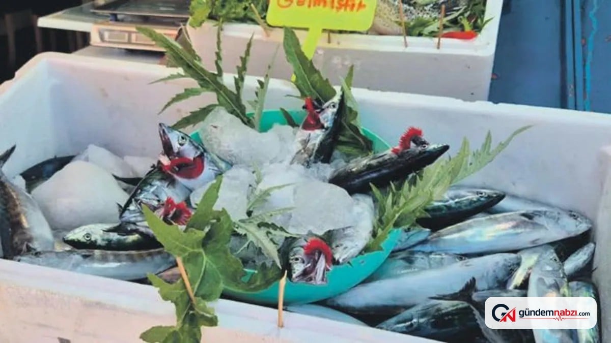 1 Eylül'de av sezonu başlıyor: Balıkçılar palamut bolluğu bekliyor