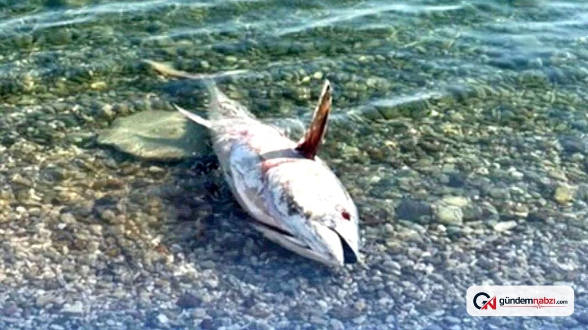 Çeşme ve Karaburun'da orkinos ölümleri yeniden başladı
