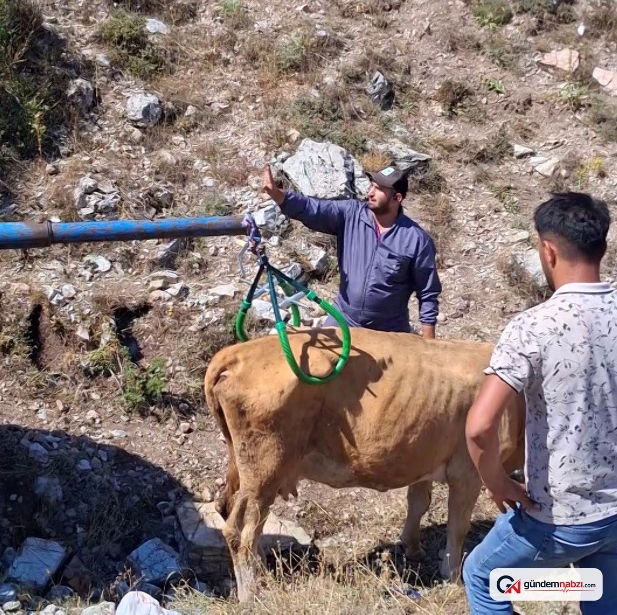 Sivas'ta 7 aylık gebe inek çukurdan vinçle çıkarıldı