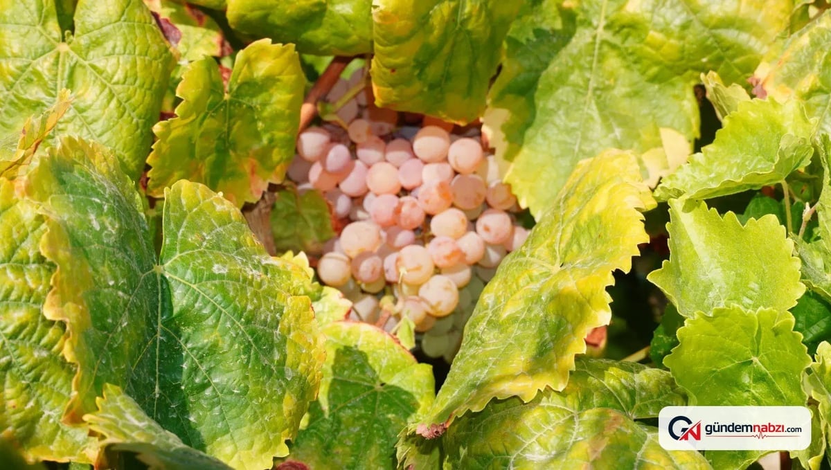 Manisa'da çilek aromalı Bronx Seedless üzümü yetiştiriliyor