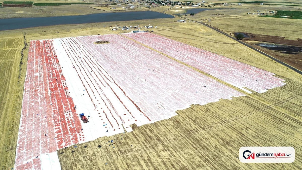 Diyarbakır'da Domates kurutan işçiler 45 derece sıcakta çalışıyor